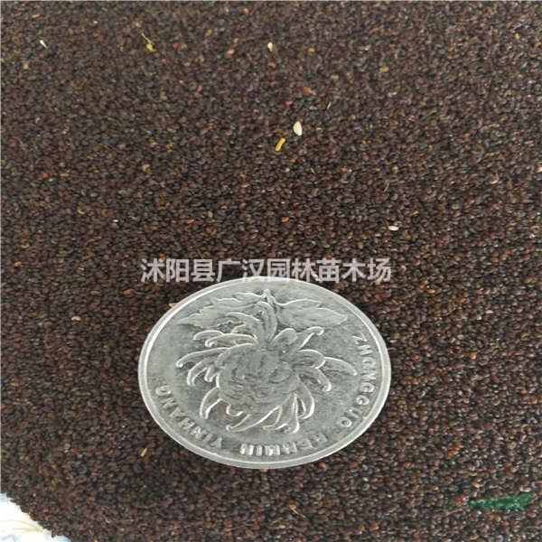 供應(yīng)冰島虞美人種子大量批發(fā)自產(chǎn)自銷