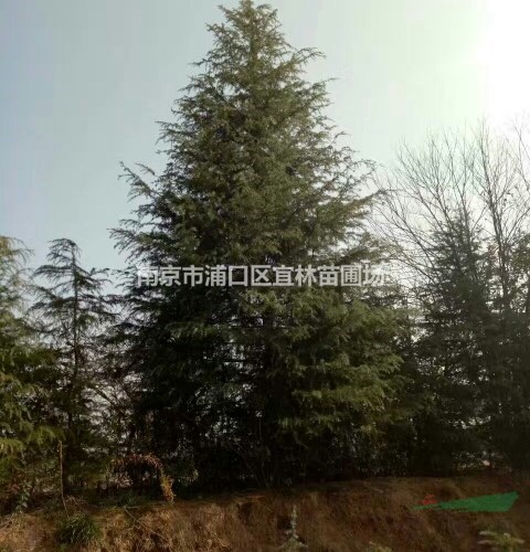南京雪松價格|5米一級雪松樹什么價格