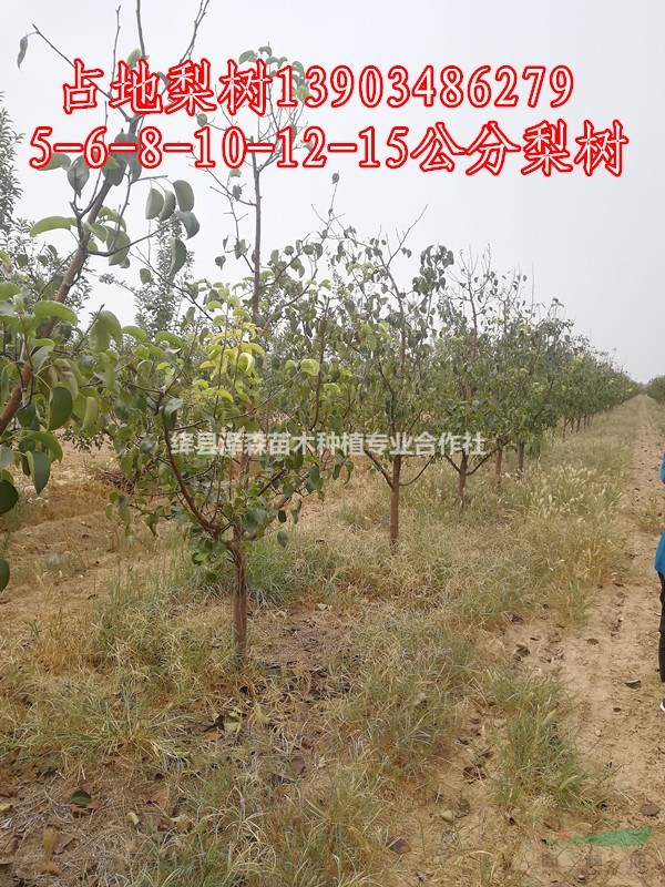 6公分梨樹原產(chǎn)地批發(fā)=六公分梨樹/6公分梨樹土球全冠多少錢？