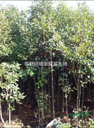3公分杜英、米徑4-5公分杜英|宜春種植基地、曉明家庭農(nóng)場
