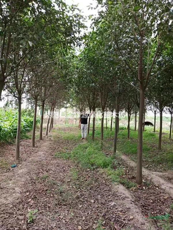 大葉女貞基地 高桿女貞圖片 大葉女貞小苗價(jià)格表