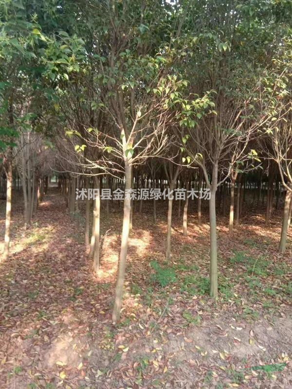 大葉女貞基地 高桿女貞圖片 大葉女貞小苗價(jià)格表