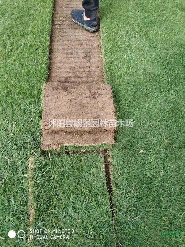 结缕草四季常青 中华结缕草实方 种植草坪护坡