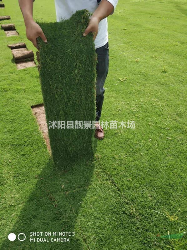 结缕草四季常青 中华结缕草实方 种植草坪护坡