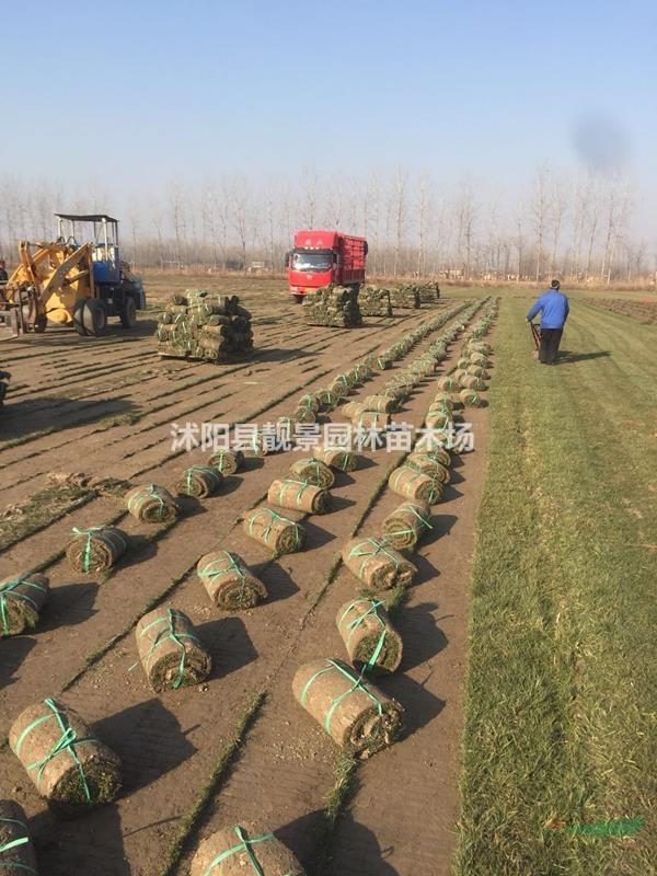 结缕草四季常青 中华结缕草实方 种植草坪护坡