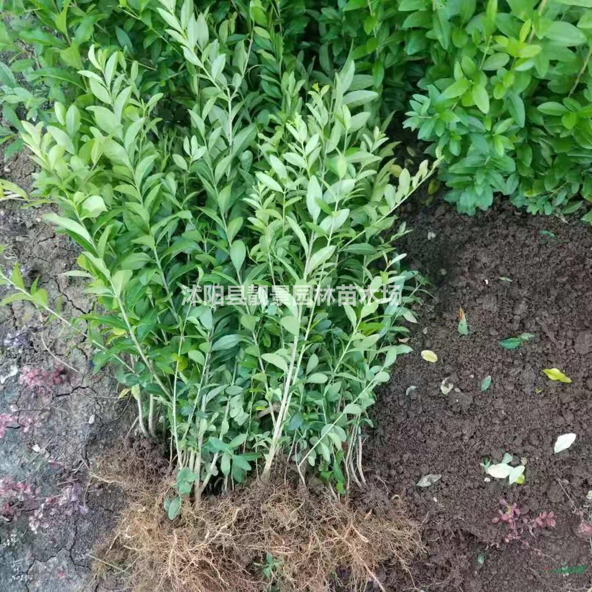 水腊小苗 水腊修剪粗壮苗 水腊适应西北地区气候