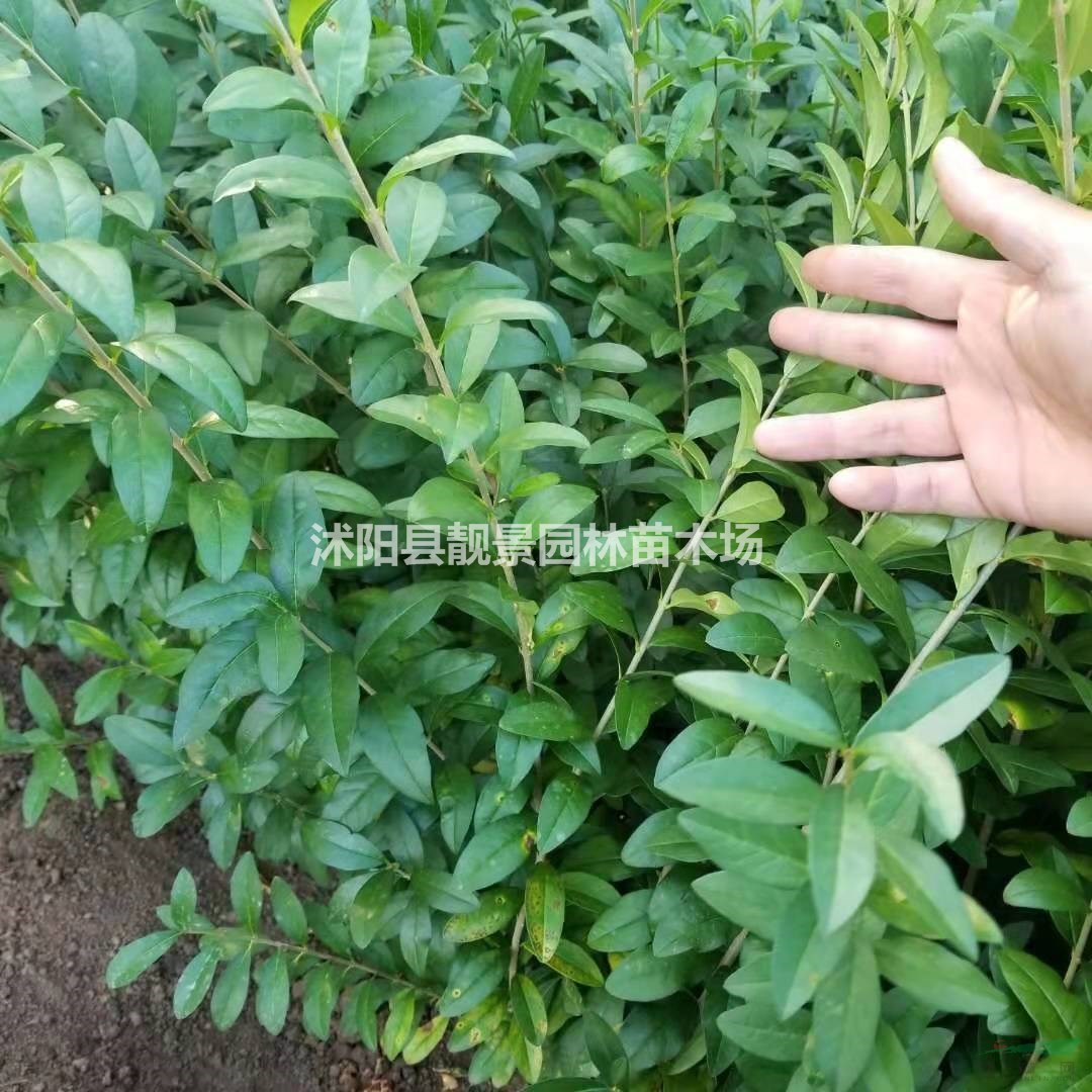 水腊小苗 水腊修剪粗壮苗 水腊适应西北地区气候