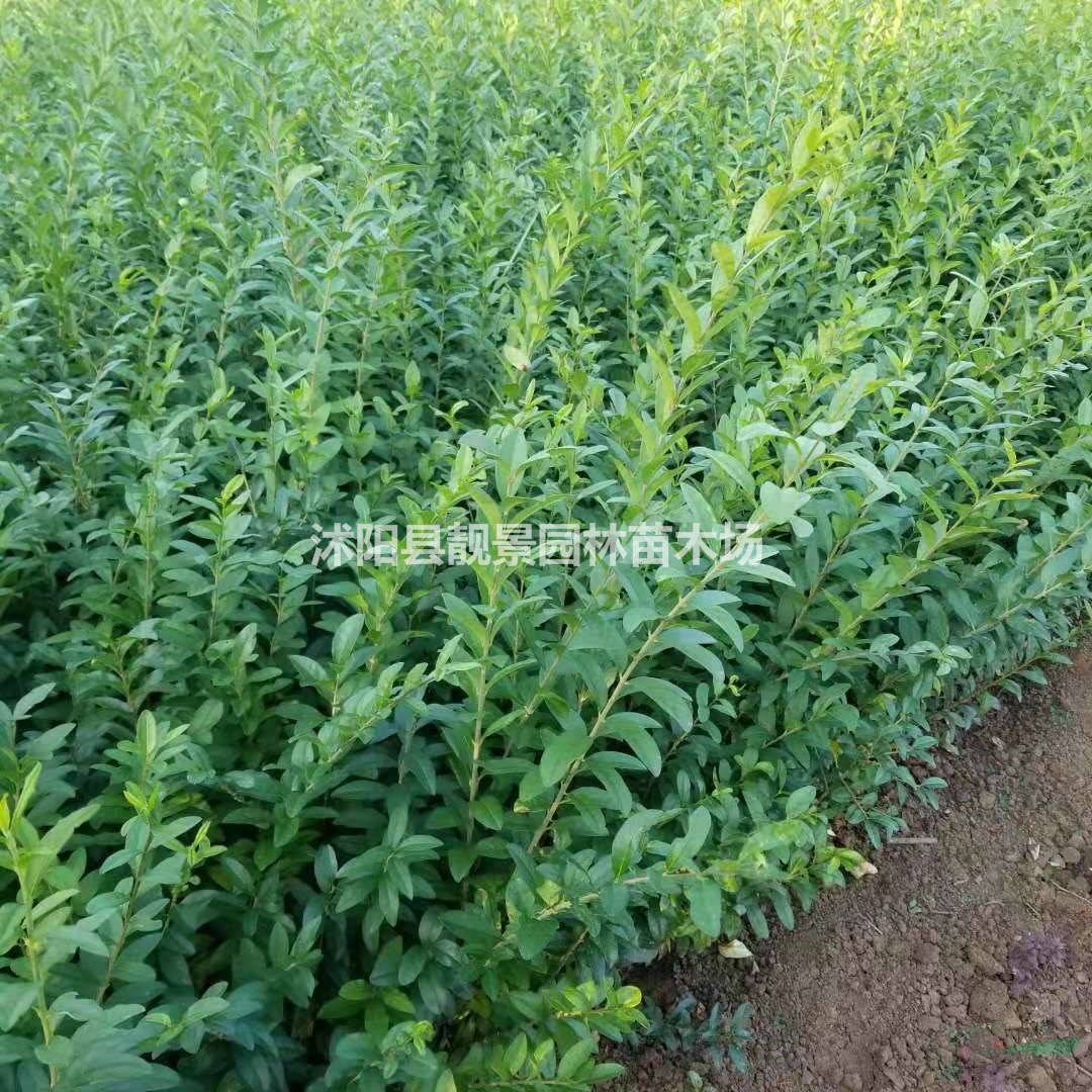 水腊小苗 水腊修剪粗壮苗 水腊适应西北地区气候