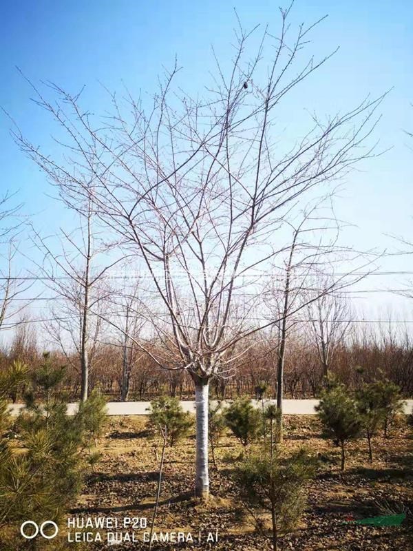 櫻花價格便宜 山東精品櫻花批發(fā)處理 今年櫻花山東便宜