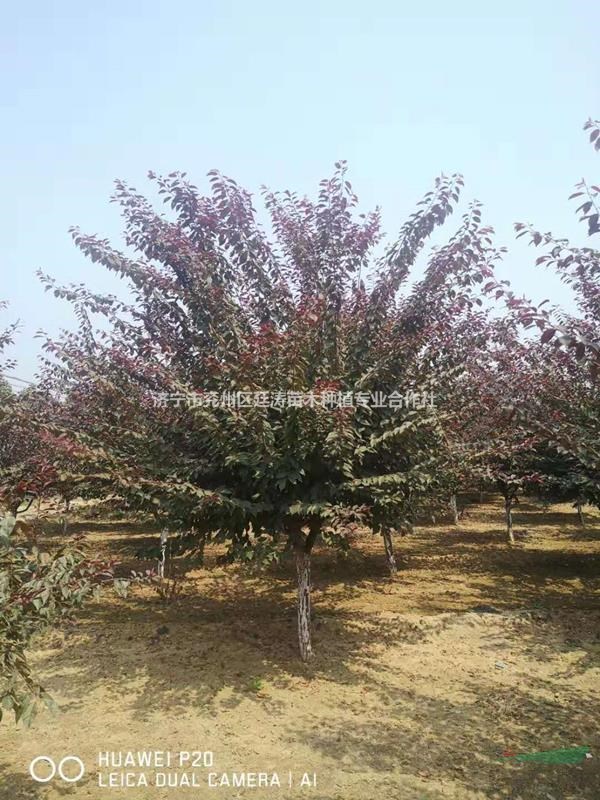山東紫葉李批發(fā)價格便宜 精品紫葉李價格濟(jì)寧紫葉李報價怎么樣便