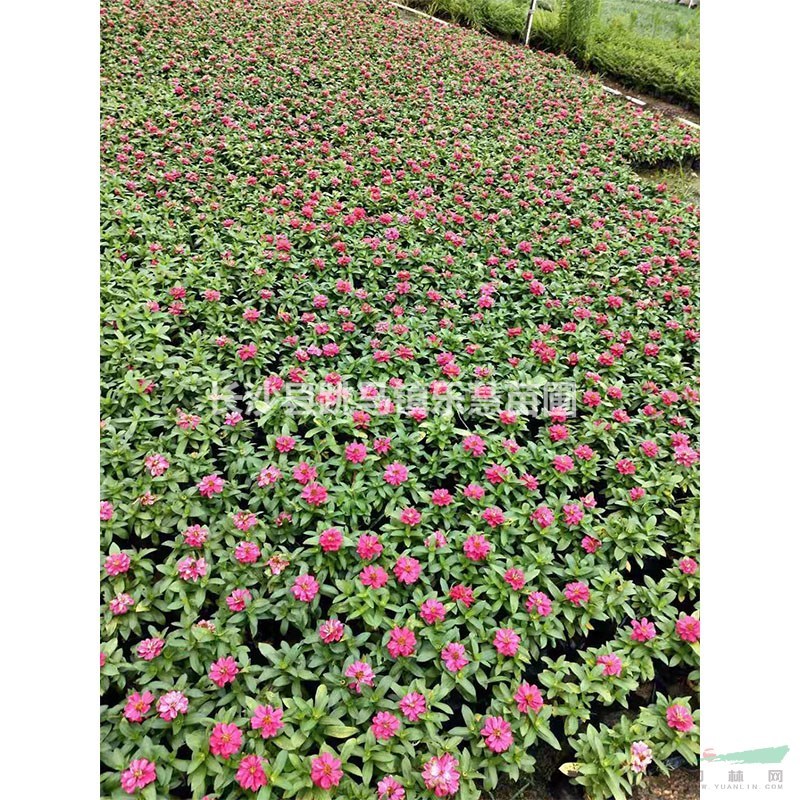 湖南長沙白日草花大色艷 景觀花卉百日菊基地 百日草價(jià)格