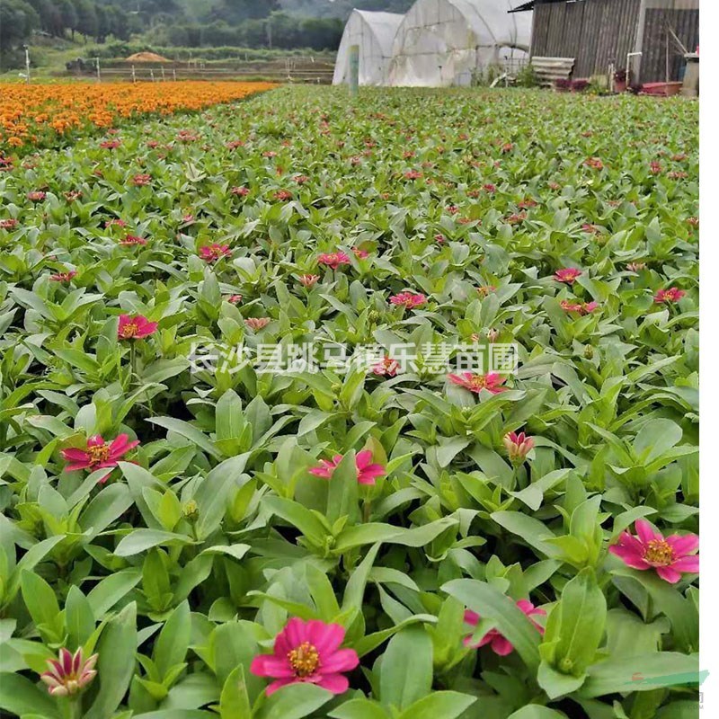 湖南長沙白日草花大色艷 景觀花卉百日菊基地 百日草價(jià)格