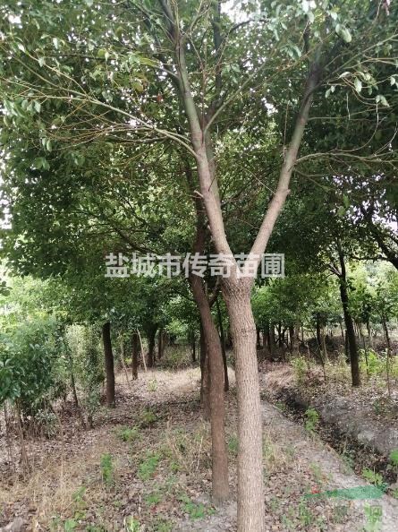 優(yōu)質(zhì)香樟樹(shù)8-12公分，12-15公分，15-18公分