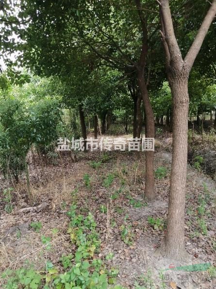 優(yōu)質(zhì)香樟樹(shù)8-12公分，12-15公分，15-18公分
