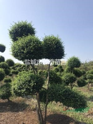 優(yōu)質(zhì)造型小葉女貞，造型優(yōu)美，四季常青，適宜庭院別墅
