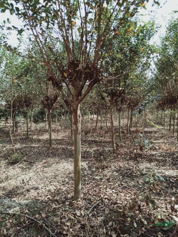紫薇基地價(jià)格，沭陽紫薇價(jià)格報(bào)價(jià)