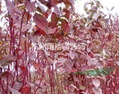 浙江地区供应红瑞木、金叶女贞、红叶小檗、卫矛、棣棠