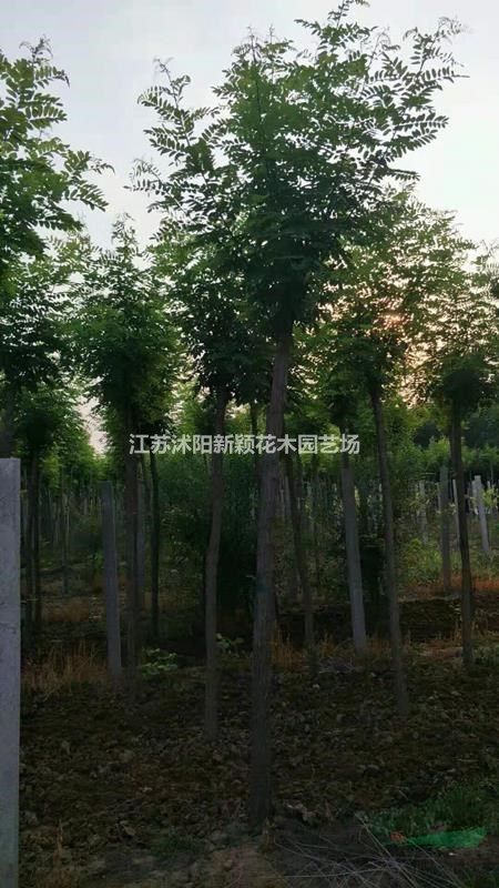 沭阳大量供应刺槐苗 香刺槐 红花槐大小规格全 价格图片