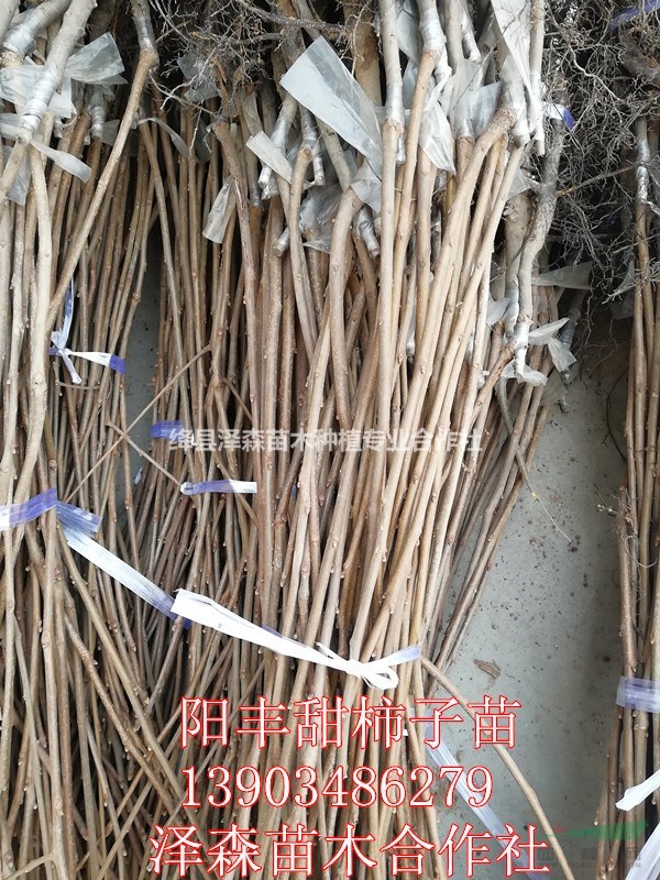 甜柿子脆甜脆甜的陽豐甜柿苗出售價格+陽豐甜柿子苗報價