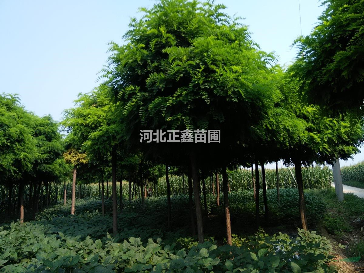 8公分刺槐圖片 9公分刺槐供應(yīng)