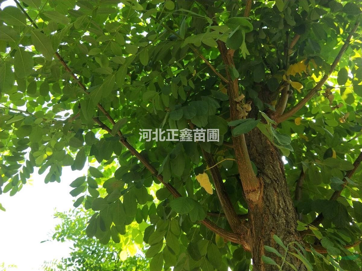 8公分刺槐圖片 9公分刺槐供應(yīng)