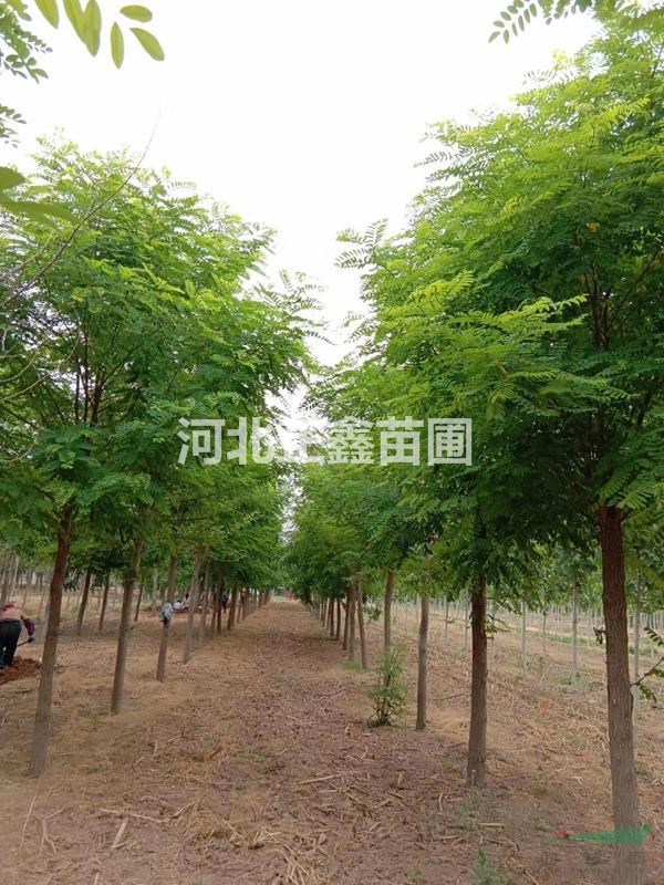 基地出售8公分刺槐 8公分精品刺槐 一級刺槐