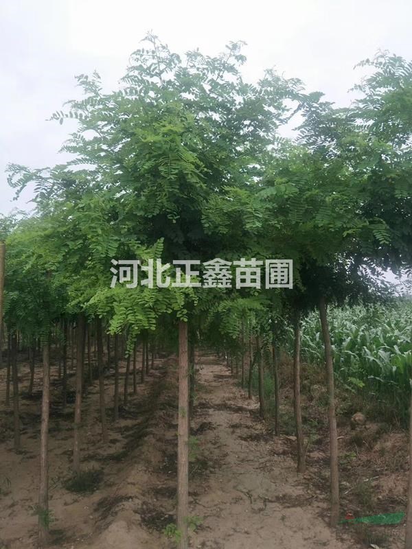 基地出售8公分刺槐 8公分精品刺槐 一級刺槐