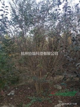 供應冠幅2.5米叢生紫薇/冠幅3.5米叢生紫薇冠幅4.5米