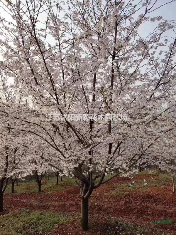 大量供应染井吉野樱花