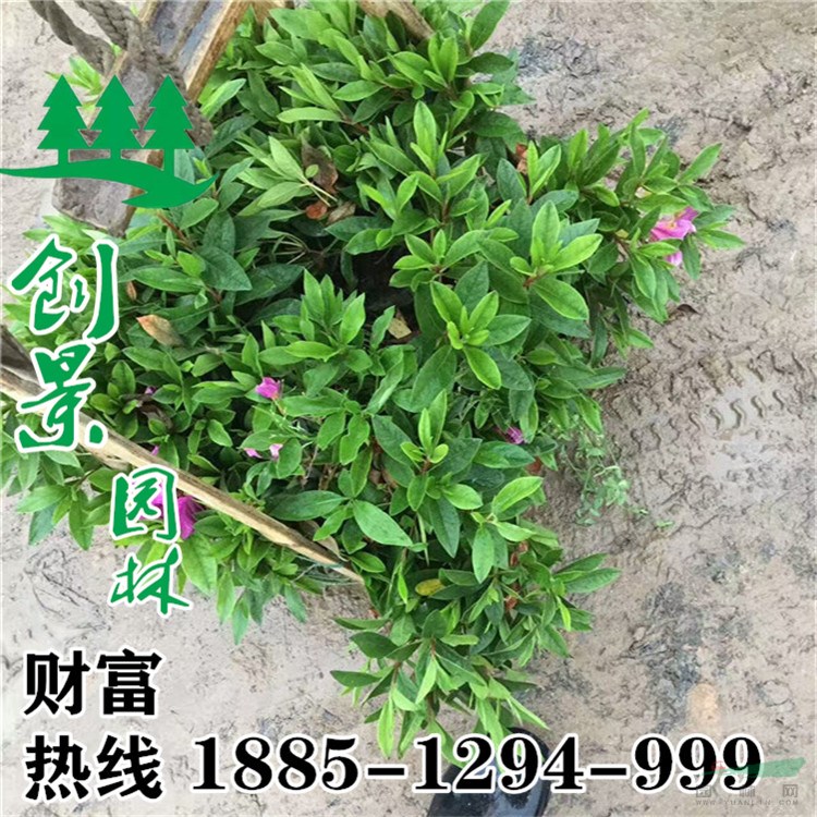 沭陽映山紅種植基地、價格低質(zhì)量優(yōu)、規(guī)格齊全