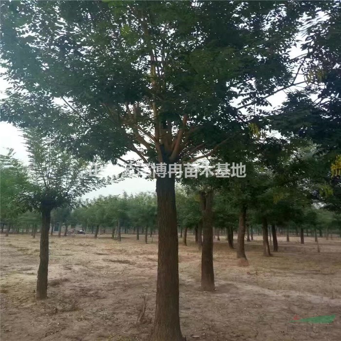 15公分國槐1-3年冒   國槐產(chǎn)地  博冉苗木報(bào)價(jià) 