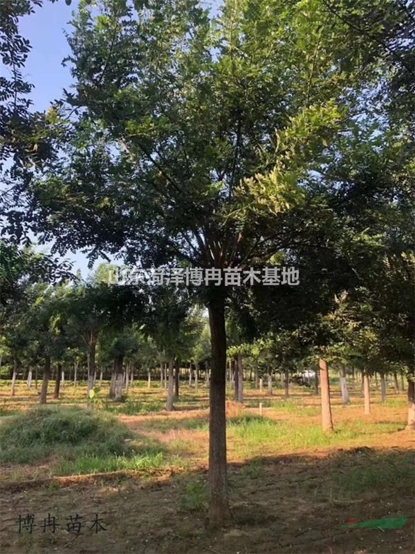15公分國槐1-3年冒   國槐產(chǎn)地  博冉苗木報(bào)價(jià) 