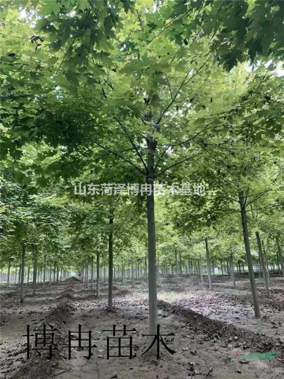 18公分紅楓博冉嗎貨源多   山東美國紅楓報價