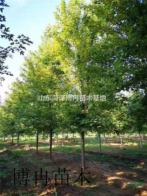 8公分紅楓大量供應  秋季移栽美國紅楓成活率高