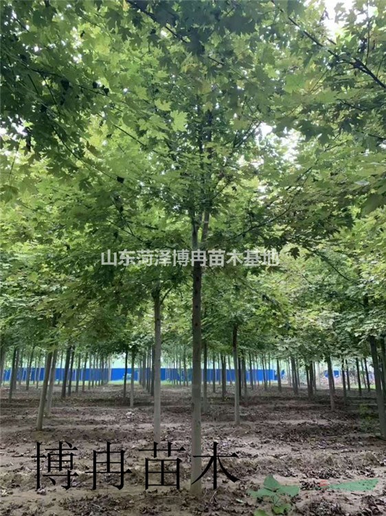 8公分紅楓大量供應  秋季移栽美國紅楓成活率高