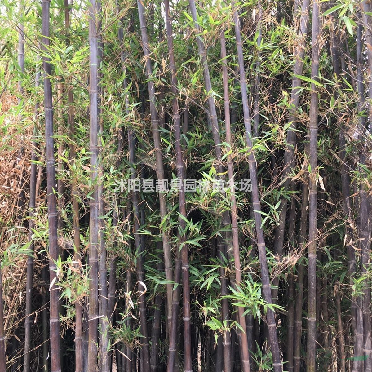 紫竹2公分粗 竹子哪里有卖 庭院观赏竹子规格齐全