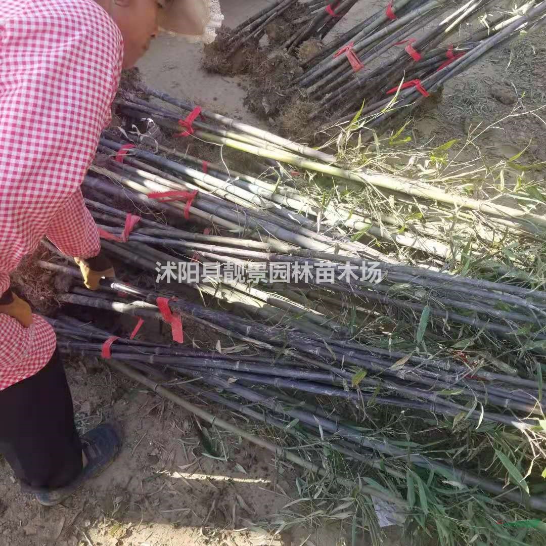 紫竹2公分粗 竹子哪里有卖 庭院观赏竹子规格齐全