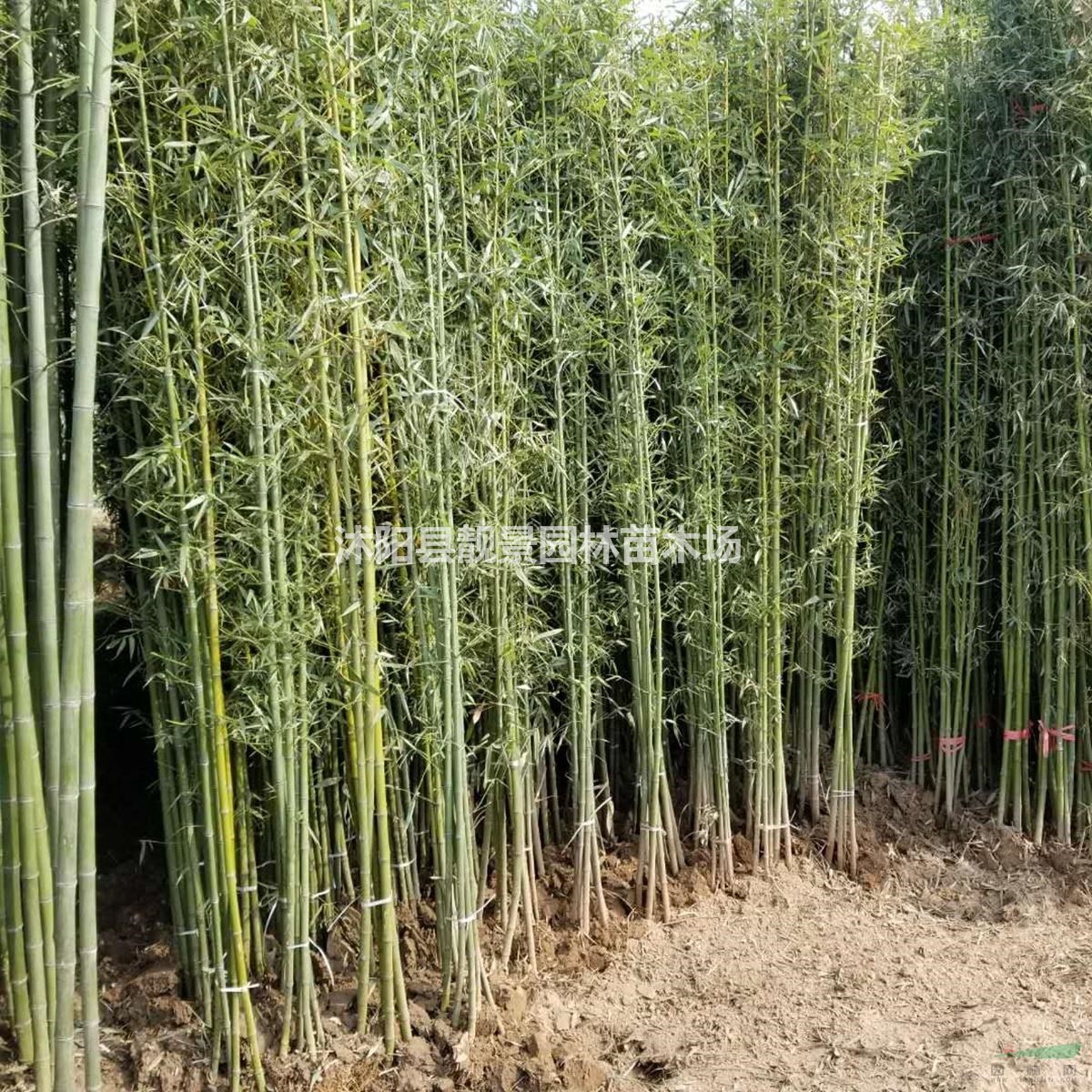 竹苗3.5米高 青竹耐寒易成活 围墙种植竹子苗护栏