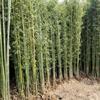 竹苗3.5米高 青竹耐寒易成活 圍墻種植竹子苗護欄