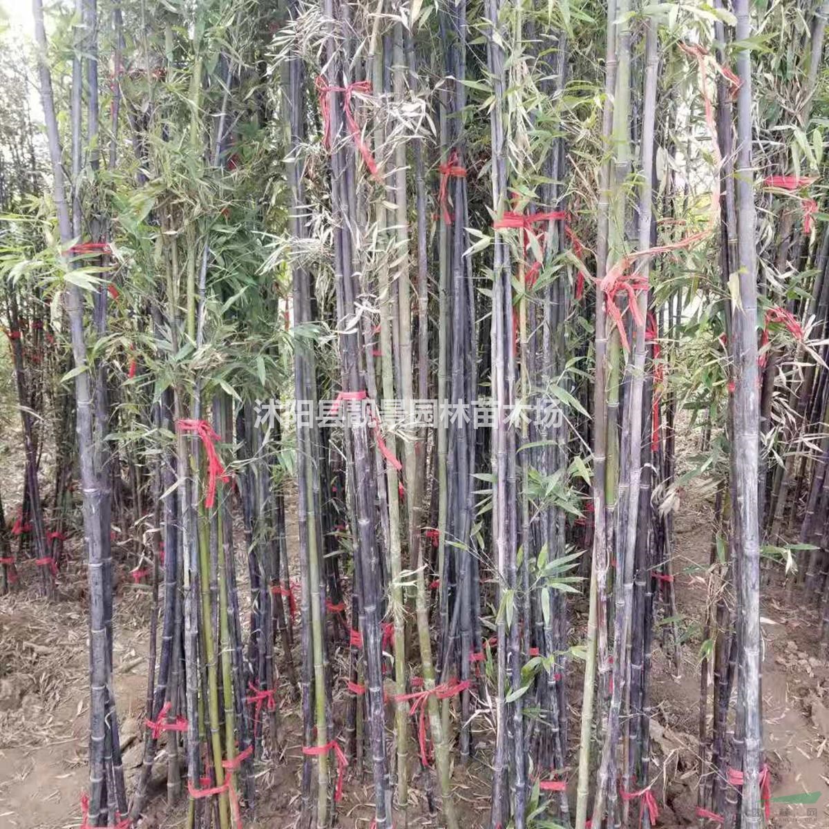 竹苗3.5米高 青竹耐寒易成活 围墙种植竹子苗护栏