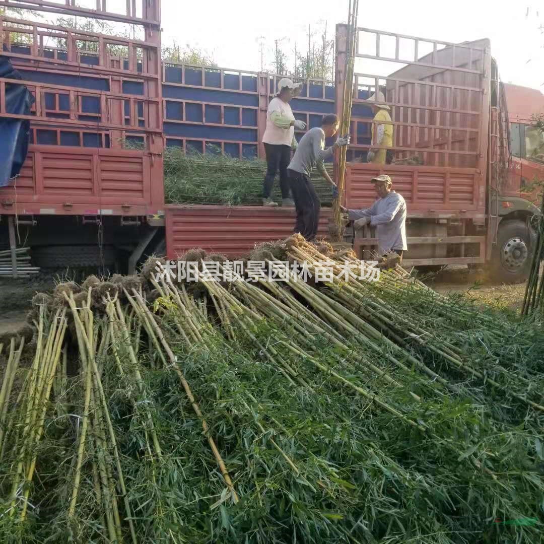 竹苗3.5米高 青竹耐寒易成活 围墙种植竹子苗护栏