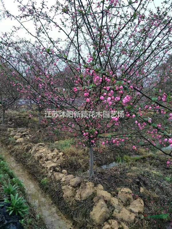 沭阳海棠基地 销售垂丝海棠 大叶垂丝 小叶垂丝 甜茶 片