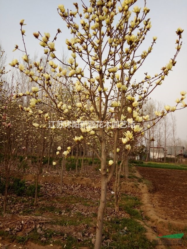 黄玉兰价格_黄玉兰产地_黄玉兰绿化苗木苗圃基地