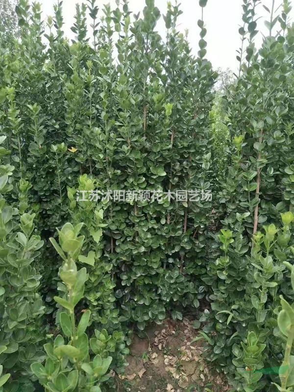 沭阳北海道黄杨基地 销售日本黄杨图片 
