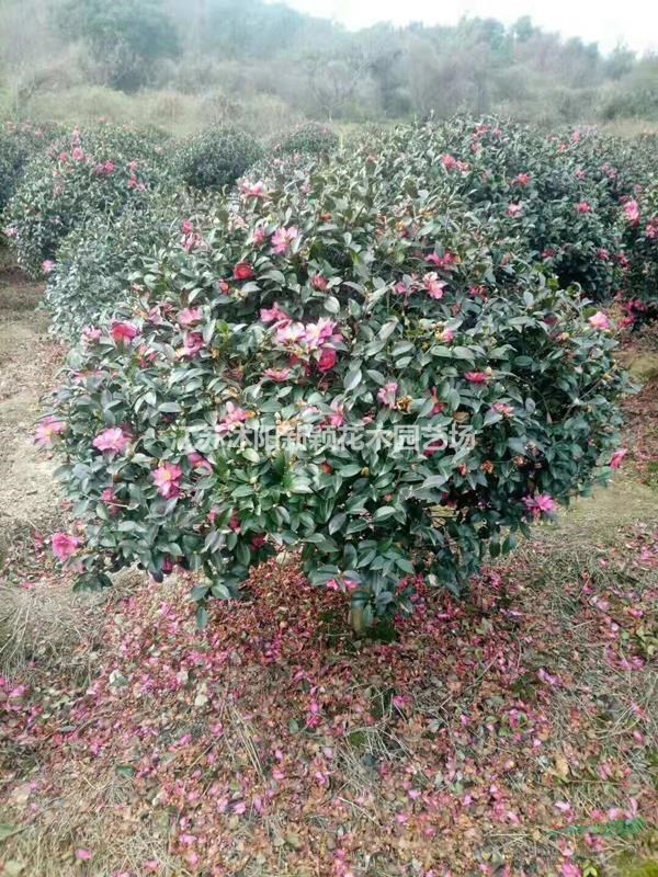 茶梅产地 茶梅树价格 茶梅球图片茶梅小苗多少钱一株