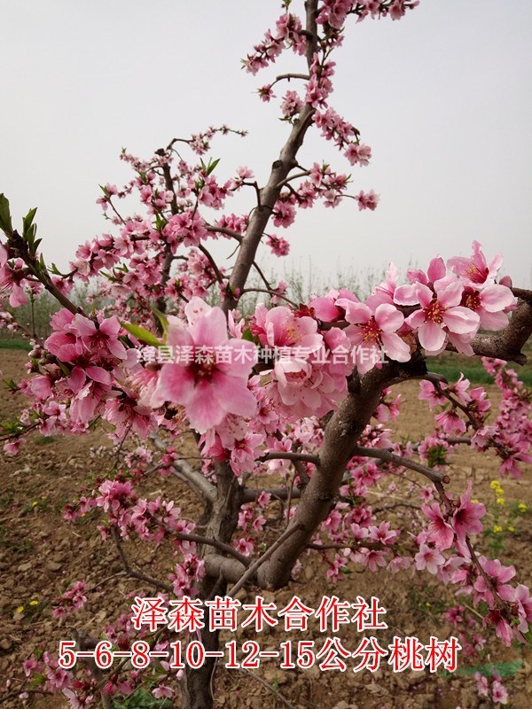 今年7公分/8公分桃樹占地賠償標(biāo)準(zhǔn)=8公分桃樹原產(chǎn)地批發(fā)價(jià)格