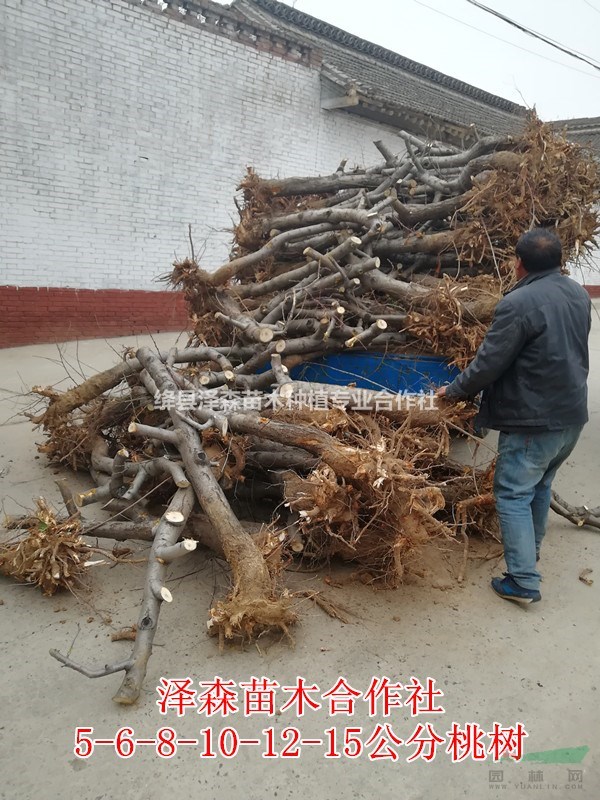 今年7公分/8公分桃樹占地賠償標(biāo)準(zhǔn)=8公分桃樹原產(chǎn)地批發(fā)價(jià)格