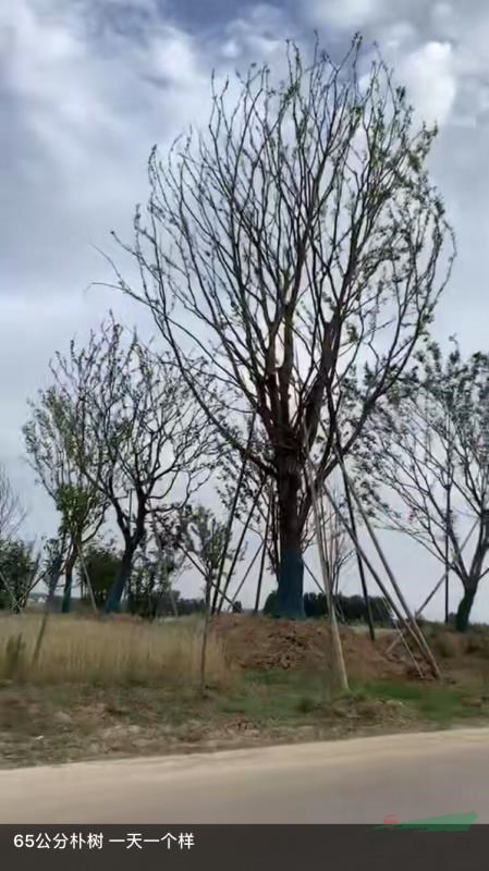 单杆15到70朴树，大小丛生朴树
