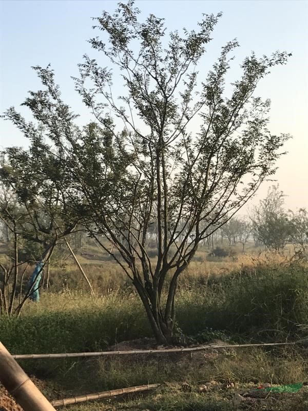 单杆15到70朴树，大小丛生朴树