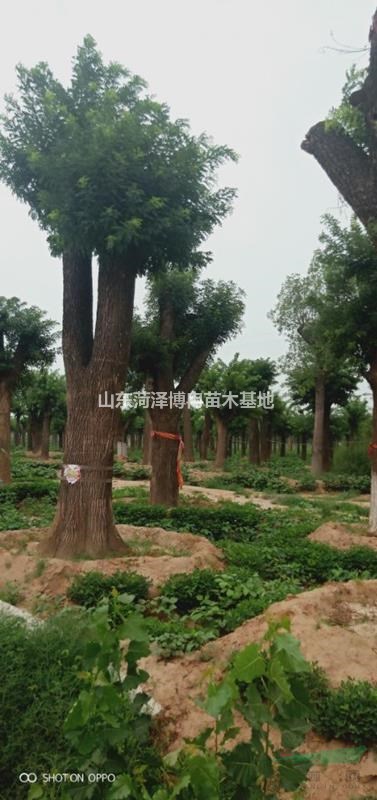高桿大規(guī)格國槐哪里有   50公分高桿國槐有量批發(fā)零售